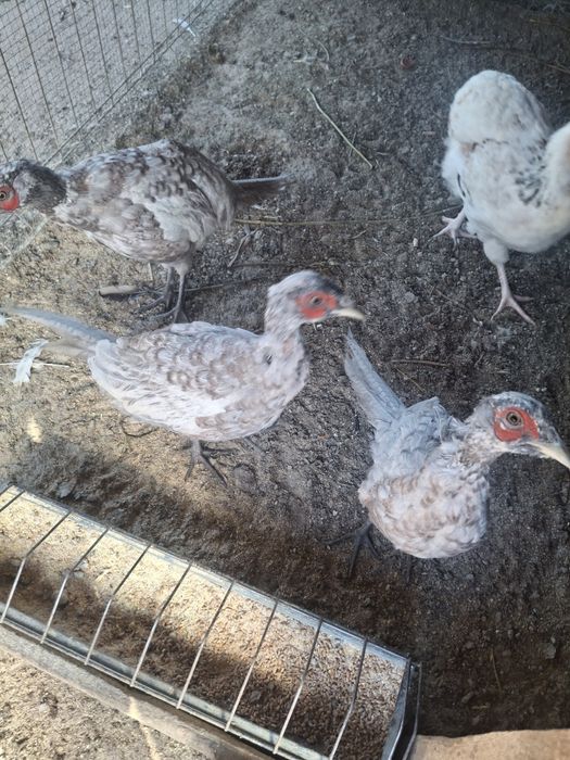 Vând sau schimb fazani comuni pe albastru