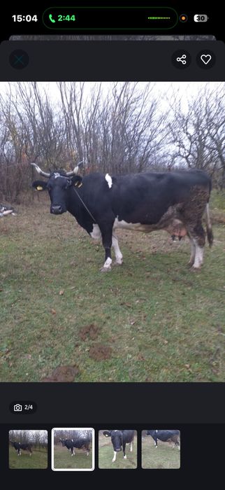 Vand vaca vaca de vanzare