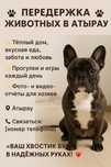 Гостиница для питомцев