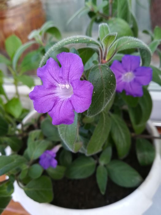 Комнатные растения  цветущие и  декоративнолистные