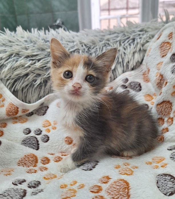 Pisica Ika îți încape într-o palmă. Adopt-o!