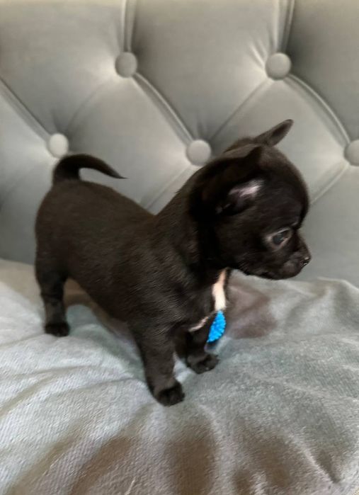 К  продаже готовятся прекрасные чистокровные МИНИ  ЧИХУАХУА