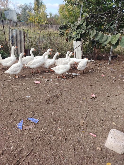 Vand gâște și boboci de gâște.