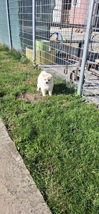 Среден немски шпиц