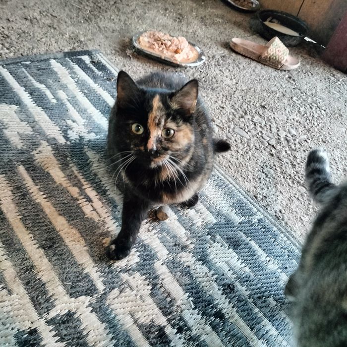 Pisici adopție pisici