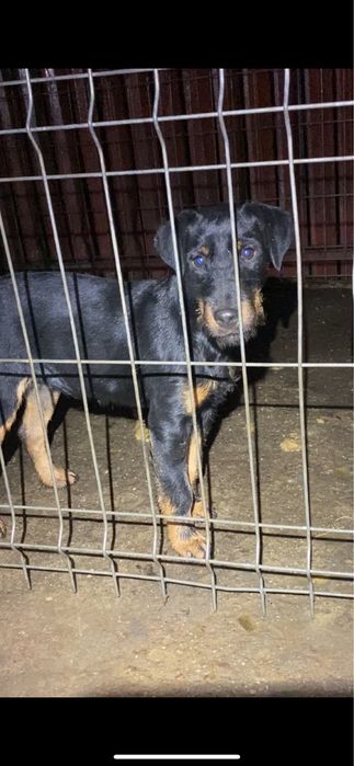 Jagdterrier jagd terrier