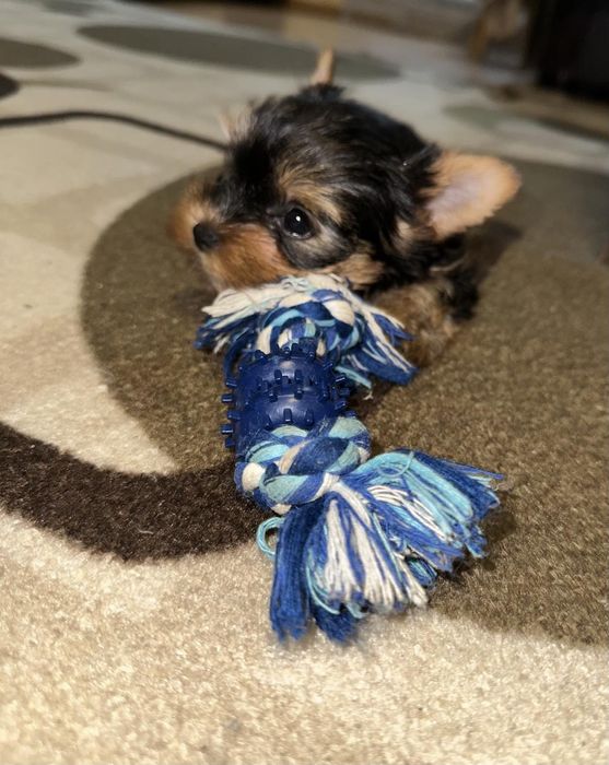 Йоркшерски териер Мини момиченца