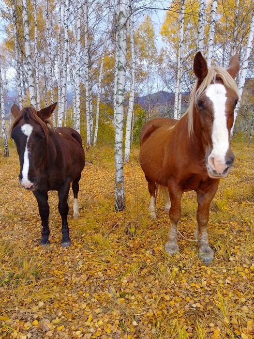 Se vinde mânză de aproape 2 ani