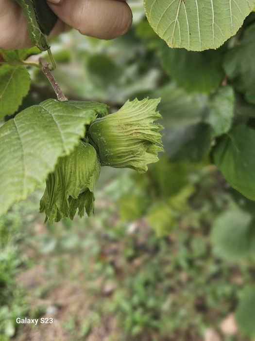 Aluni Valcea 22, tonda romana, diferite soiuri cu fructe mari Oferta