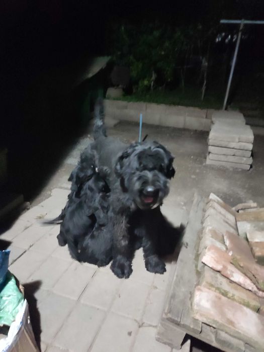 Căței de rasă paza și agrement !!!