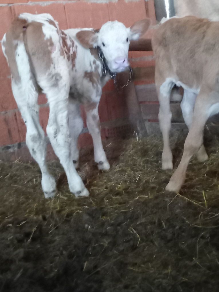Vand două vitele batate de 6 saptamani