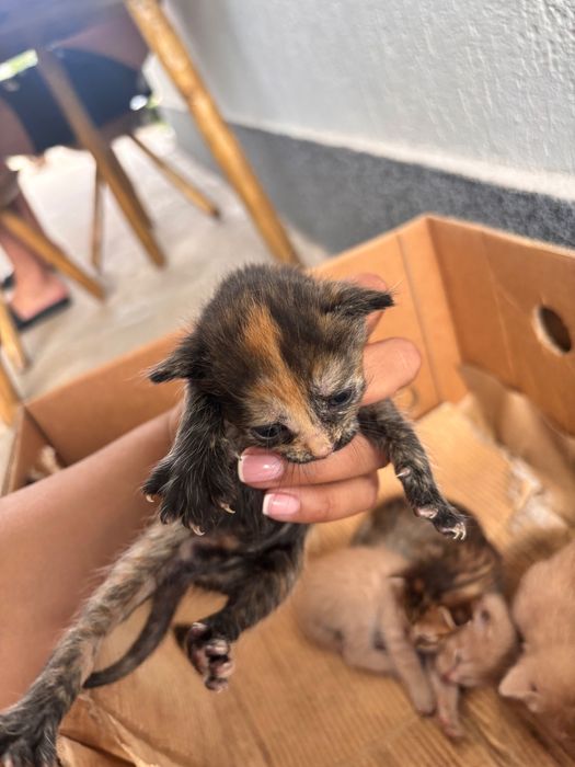 Pisici pentru adopție GRATIS