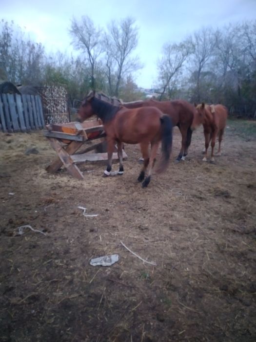 Принимаю заказы на согым