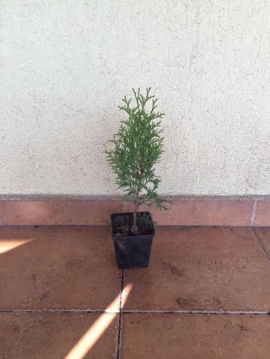 Vand tuia smaragd de 30 cm la ghiveci de 9x9cm