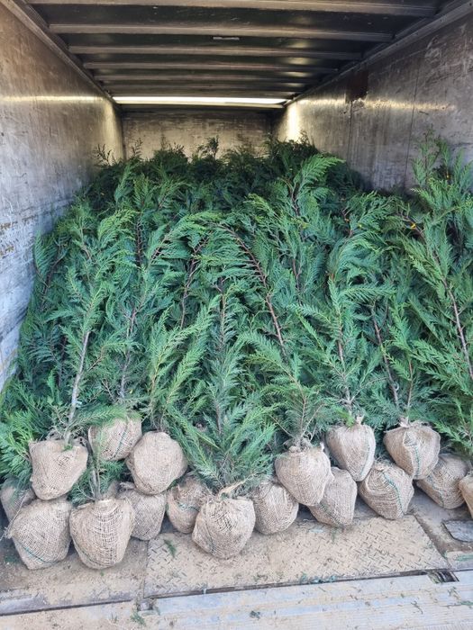 Pepiniera Cristea Ioan oferă spre vânzare Chiparos Leyland (altoit)