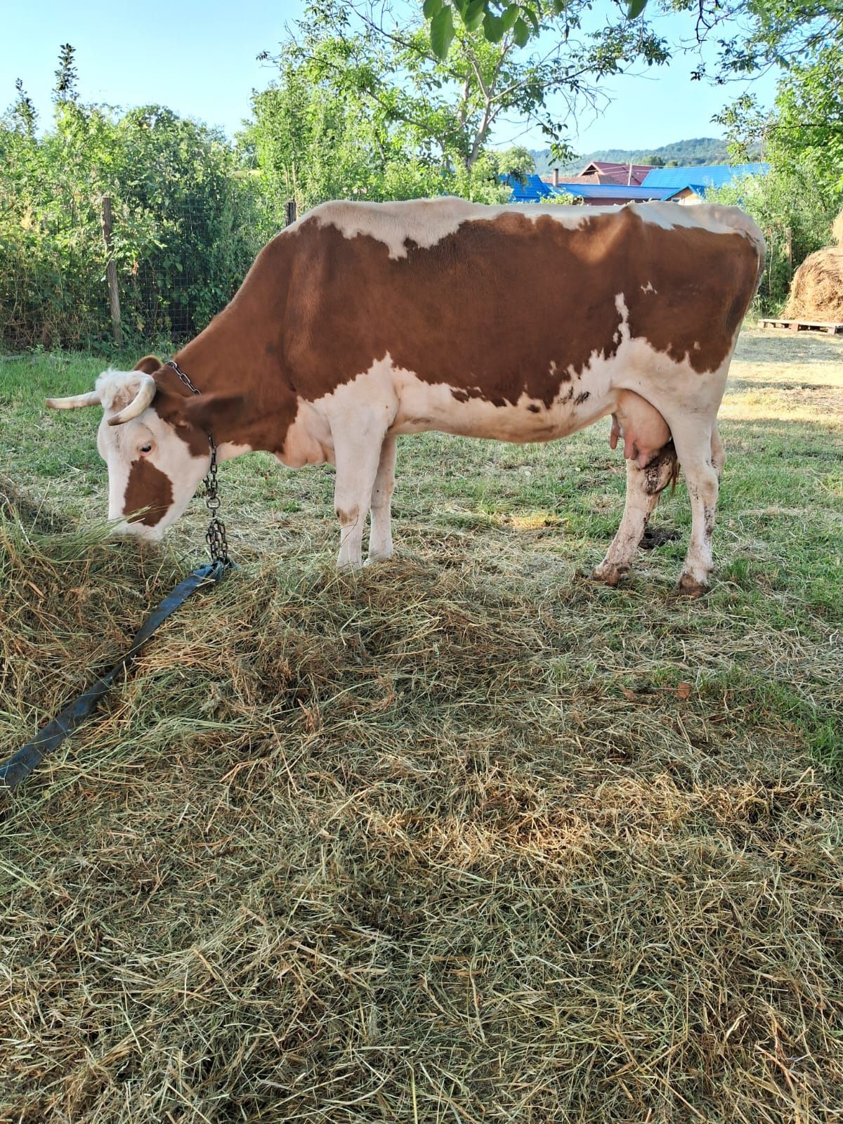 Vând vacă gestanta