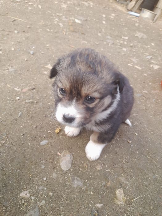 Donez catei rasa comuna