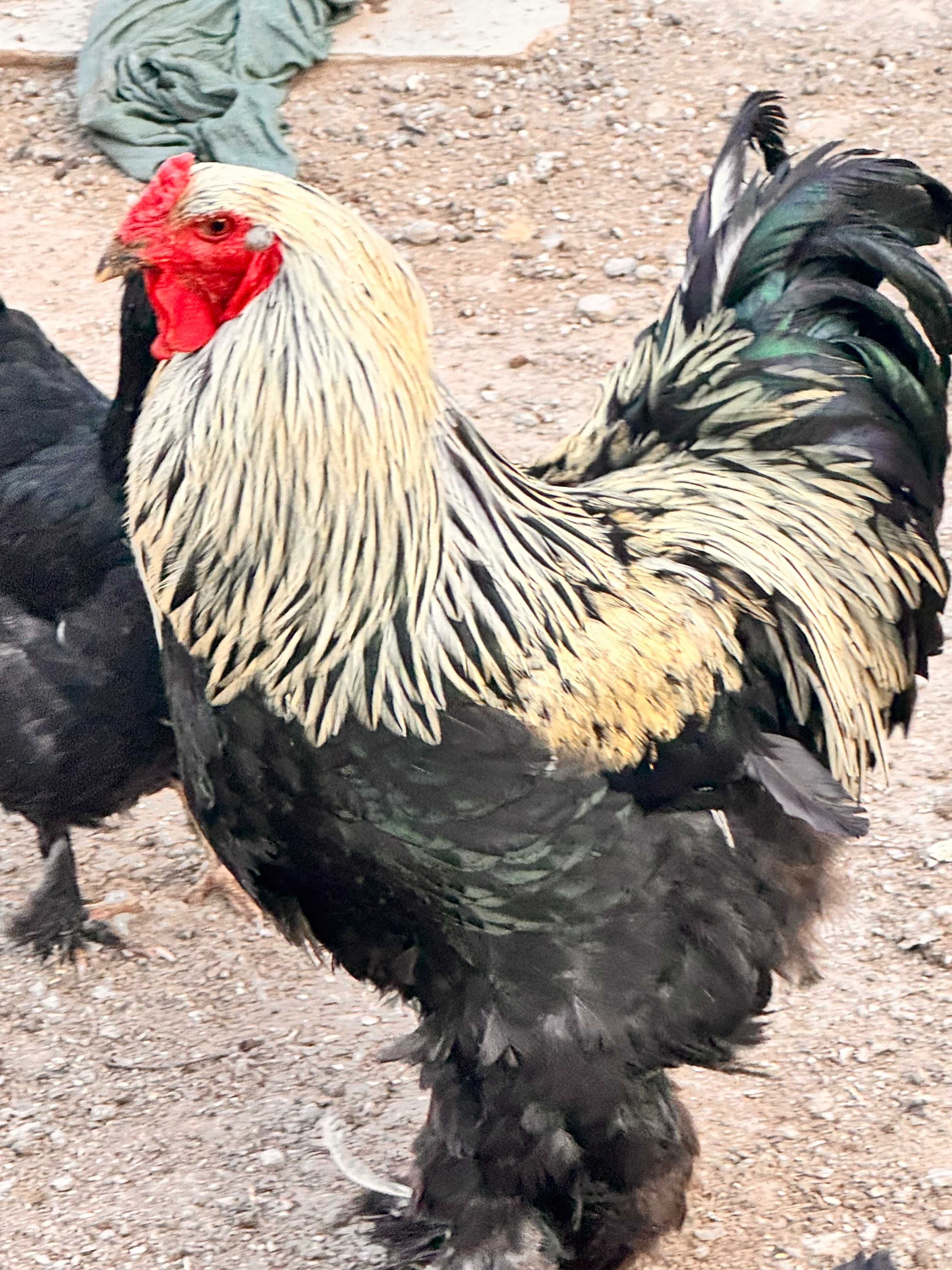 Brama tuxumlari – inkubatsiya va iste’mol uchun