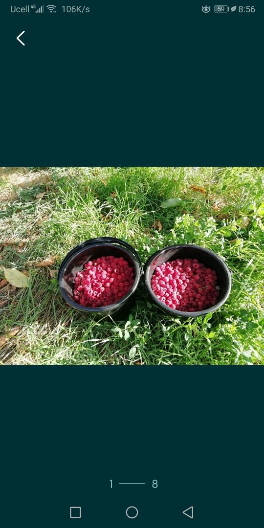 Продаётся малина черешня