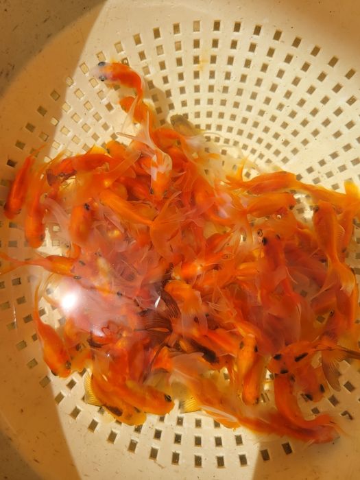 Аранда , Золотая Рыбка