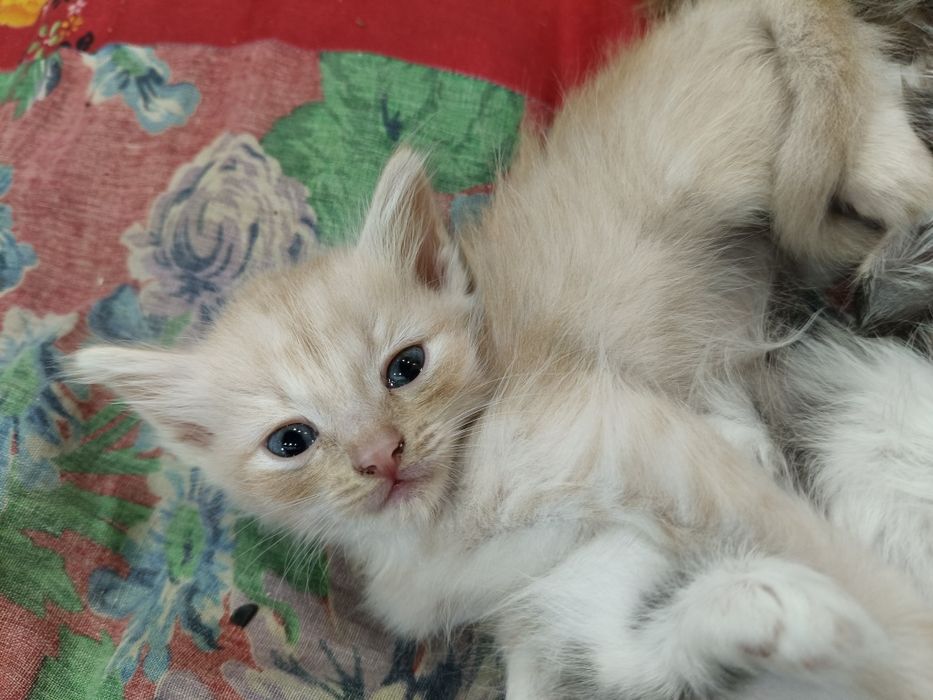 Отдаю домашних котят в добрые руки