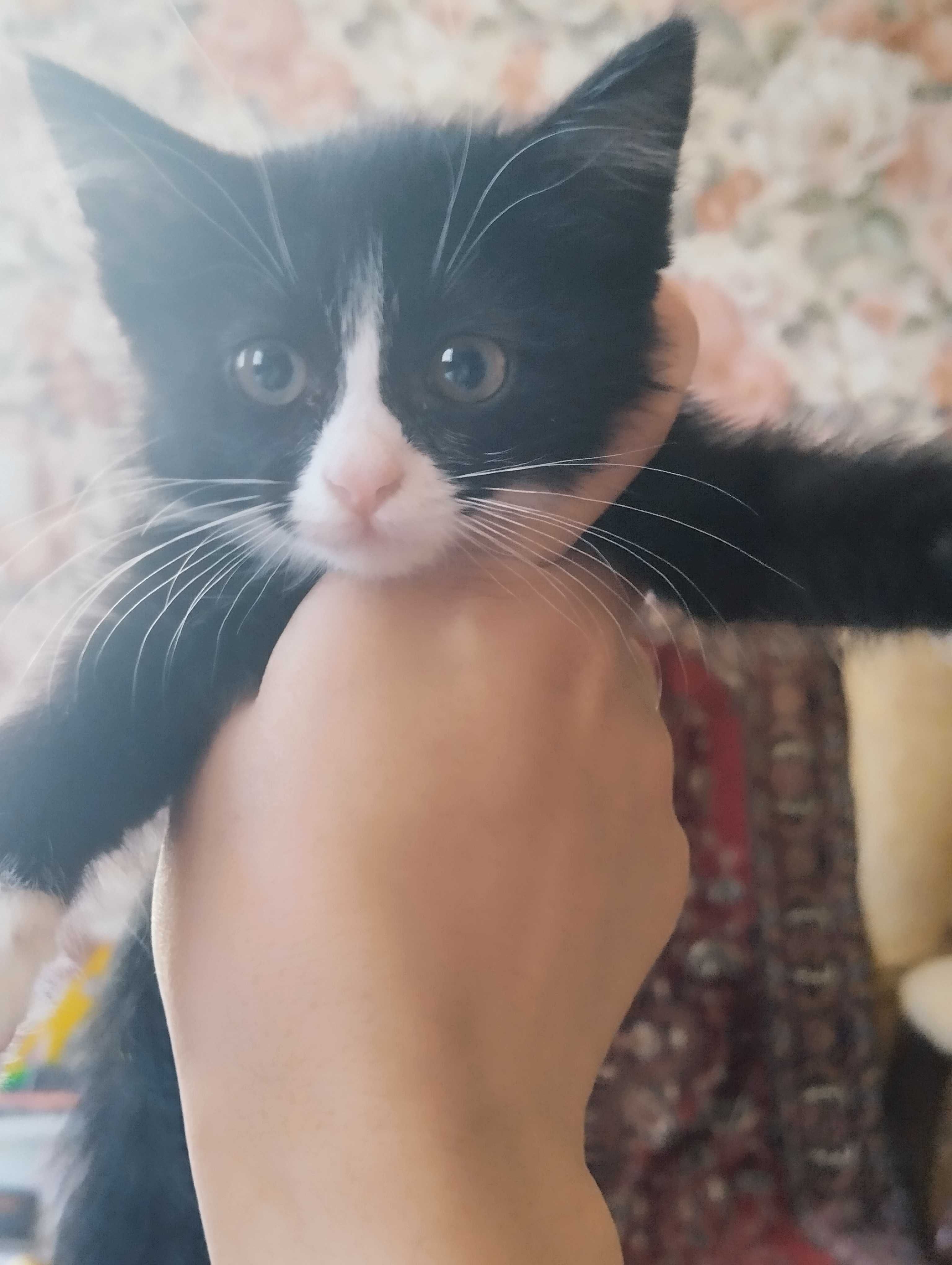 Смышлёный игривый котенок к добрые руки , сибирский биколорный