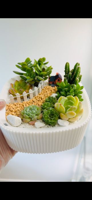 Флорариум, мини-сад из кактусов и суккулентов