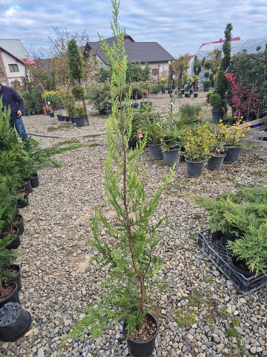 Leylandii 140cm la ghiveci