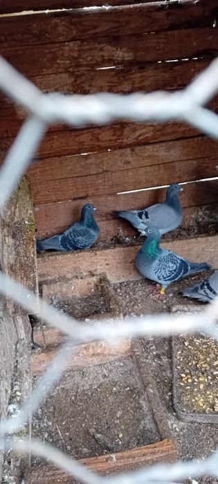 Vând Porumbei voiajori