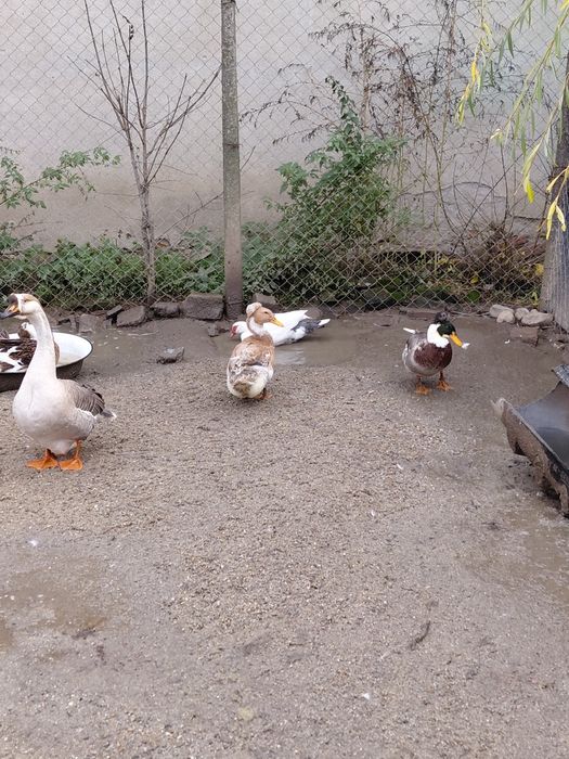 Gâște   și  rațe