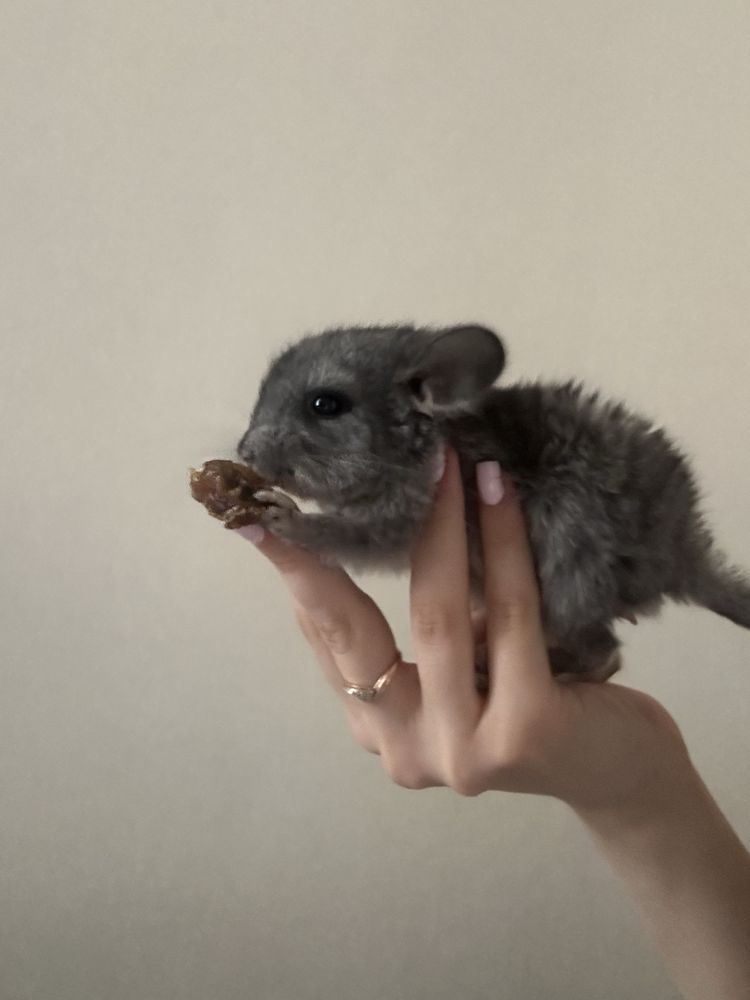 Продается шиншилла
