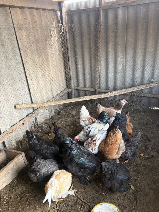 Осы 14 тауық сатылады,брама тауықта қоразда бар,кәді гі тауықтарда бар