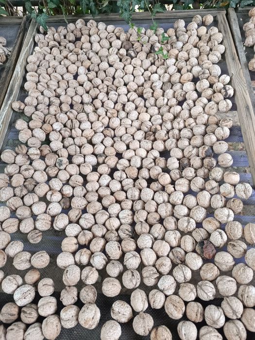 Продам грецкие орехи со своего подворья. Забрать можно в Шымкенте.