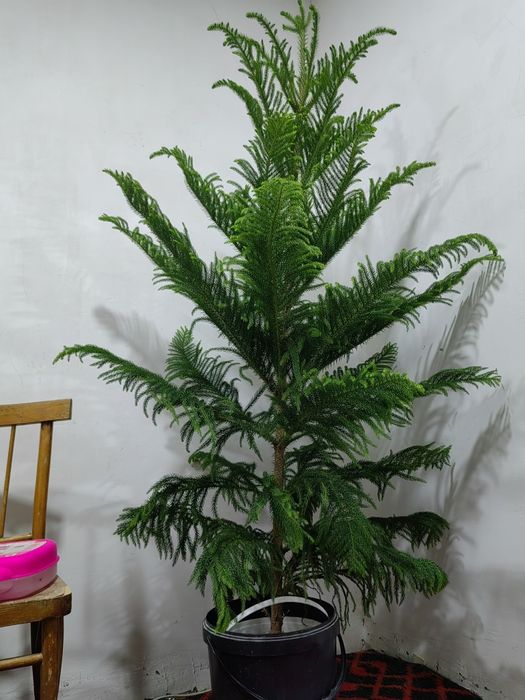 Араукариа арча сотилади