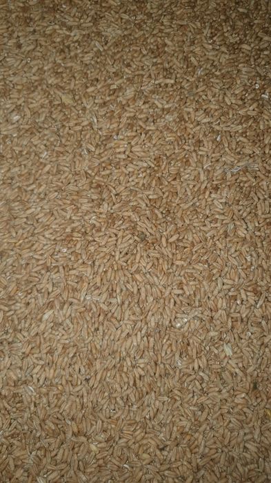 Cereale grâu-triticale