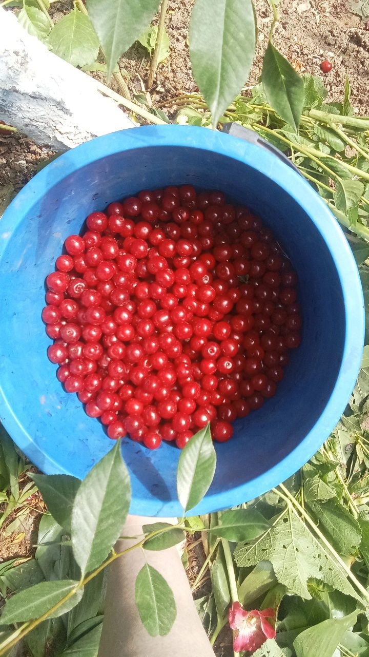 Продам вишню  900