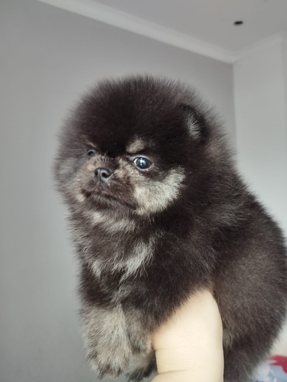Щенки шпица мини