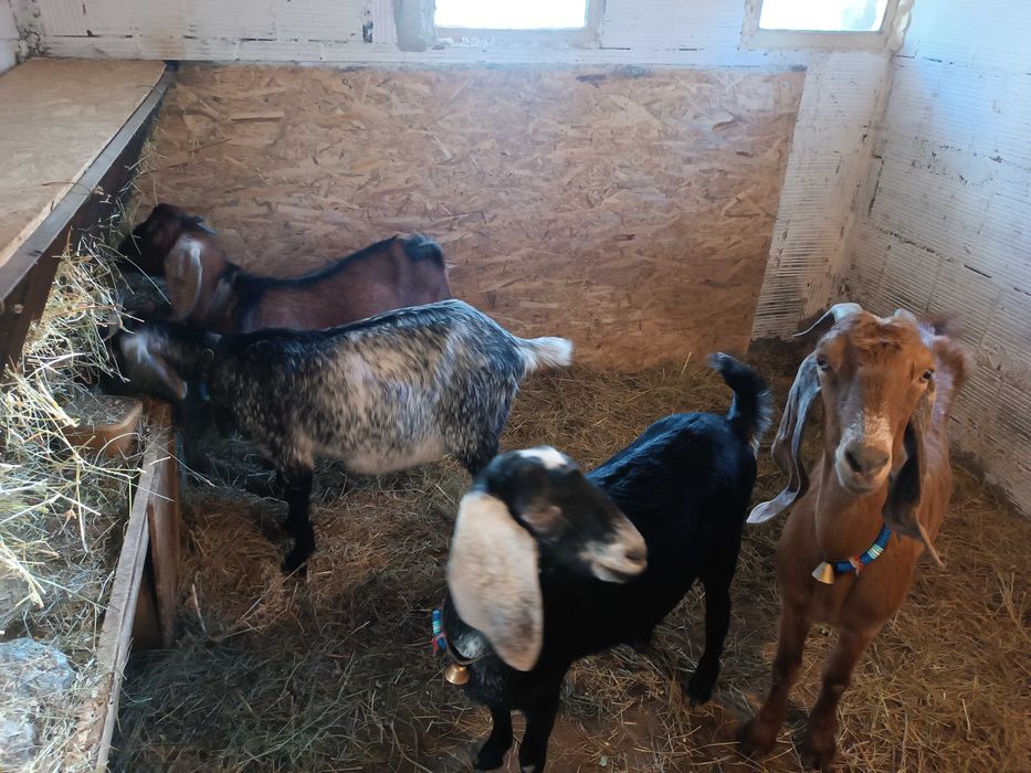 Млада породиста коза