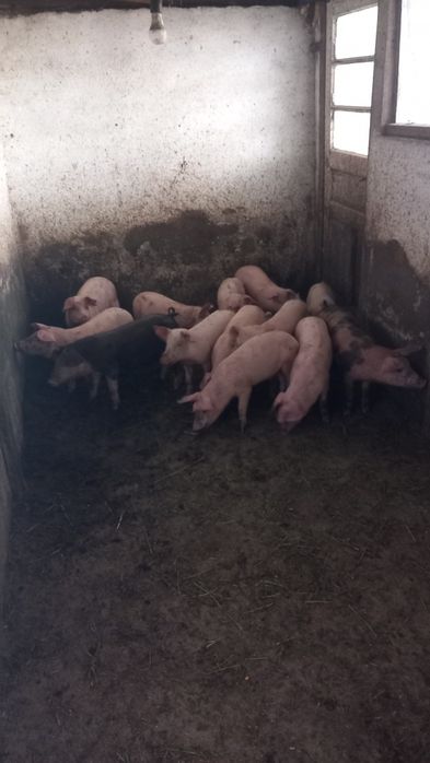 Cereale de vanzare