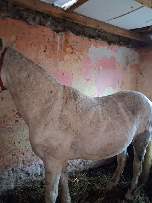 Vând armăsar 8 9 ani