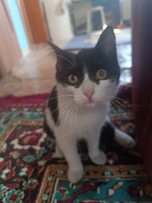 Котенок бесплатный девочка