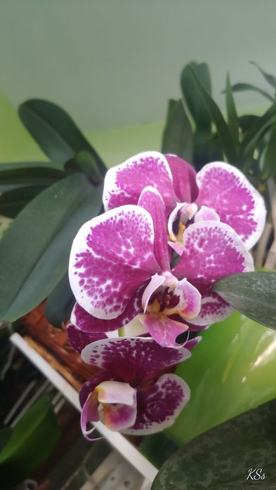Орхидея аклиматизирана