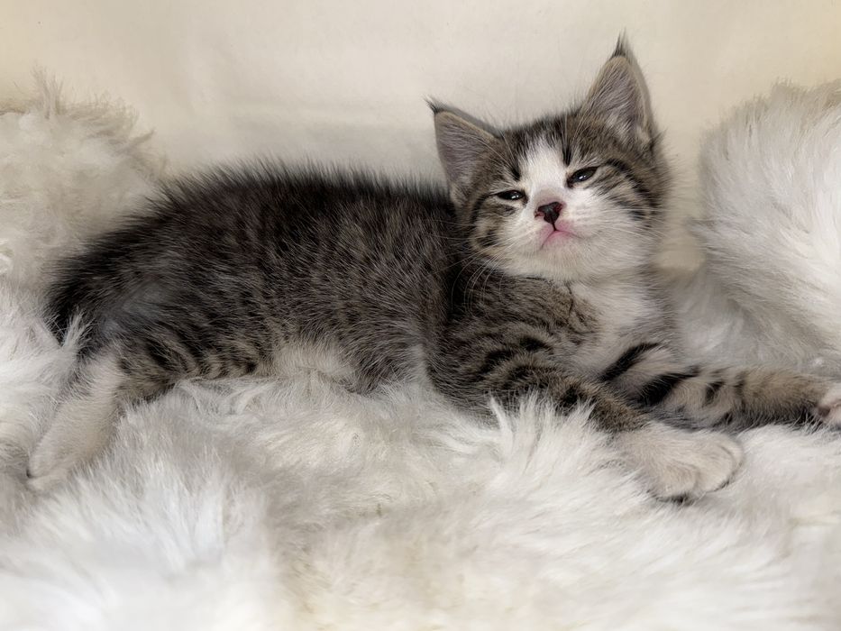 продается кот 1 месячный