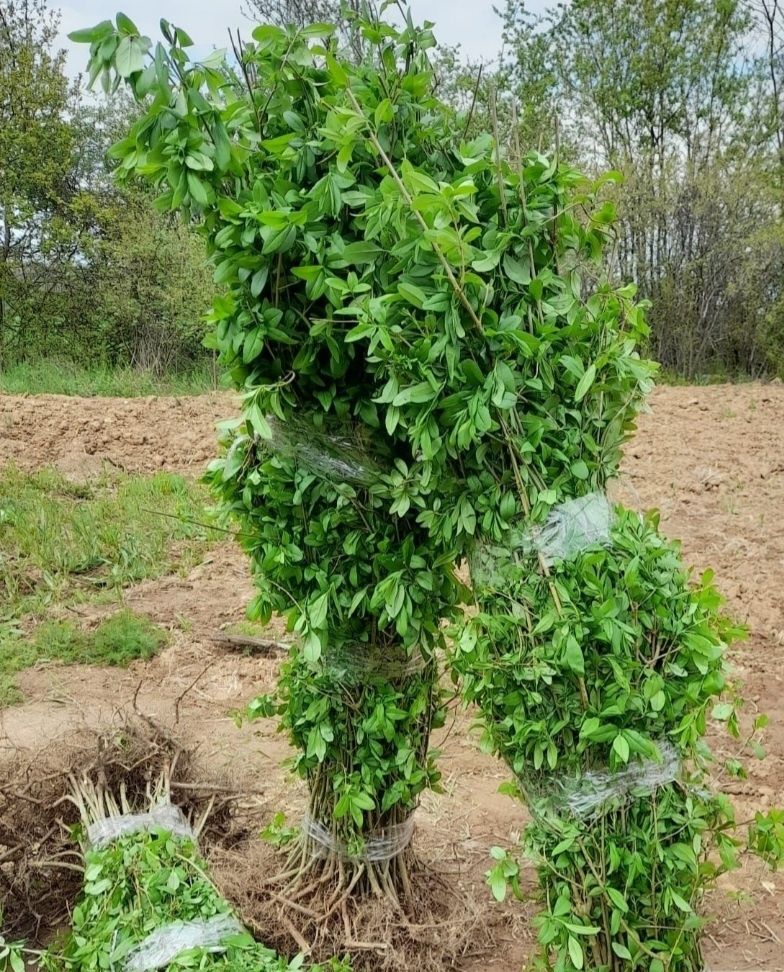 Lemn cainesc gard viu verde tot timpul pret cel mai mic leylandi  tuia