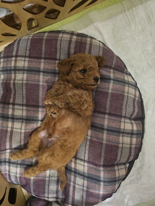 Пудель карликовый