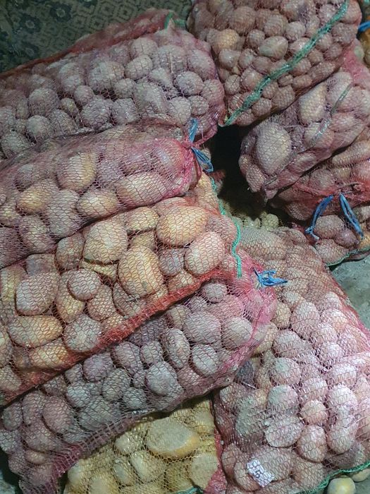 Vând cartofi pentru animale