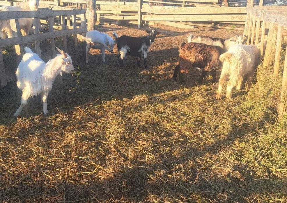 Vand iezi pentru sacrificare