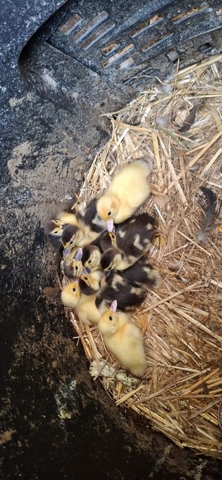 Vând  boboci de rață mută