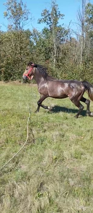 Vând harmasar de 3 ani jumătate