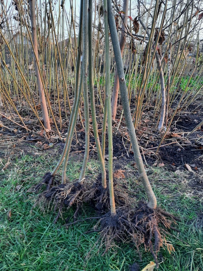 Paulownia la ghiveci